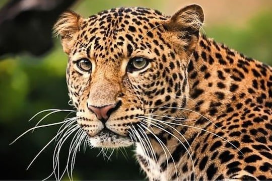 जुन्नरच्या बिबट्या निवारा केंद्राची क्षमता वाढणार; अहिल्यानगरमध्ये नवीन केंद्राची घोषणा.!